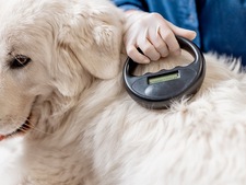 L’identification des chiens et chats en France : obligations légales, utilité et démarches en 2026