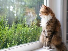 Que deviendra mon animal après mon décès ou mon hospitalisation ?