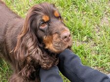 Pourquoi les chiens de refuge s’attachent souvent très vite ?