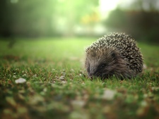 Comment prendre soin d’un hérisson ?
