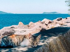 Vacances : partir avec son chat ou le laisser derrière, le dilemme sans bonne réponse