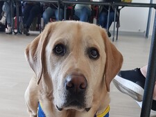 Sur ce campus français, étudiants et professeurs peuvent venir avec leurs chiens