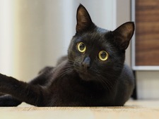 Adopter un chat noir : 9 bonnes raisons de dépasser les préjugés