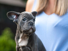 Comment apprendre la propreté à son chiot ?