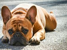 Le Bouledogue Français, petit molosse au grand cœur