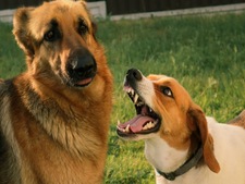 Nuisance d’un animal : ce que dit la loi pour éviter les conflits avec le voisinage