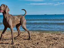 Avoir un gros chien est-il anti-écolo ?