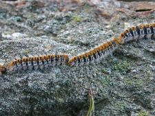 Chenilles processionnaires : connaître les risques et savoir réagir en cas de contact avec le chien