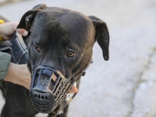 Curtis, chien en sursis : une association prête à changer son destin