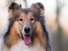 Gâter son chien ou son chat : est-ce vraiment une preuve d'amour ?