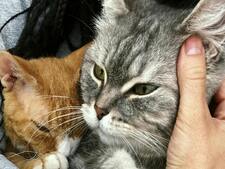 Vous voulez adopter un animal ? Voici les questions que les refuges aimeraient que vous vous posiez