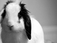 Adopter un lapin bélier : son apparence mignonne est-elle compatible avec son bien-être ?