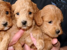 Salons du chiot : pourquoi ils sont de plus en plus interdits