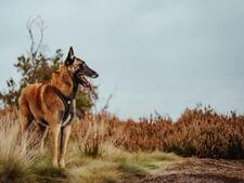 Le Berger Belge Malinois : Un protecteur d'une intelligence rare