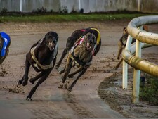 L’Ecosse et le Pays de Galles interdisent les courses de lévriers