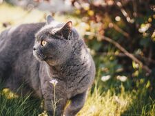 Votre chien ou votre chat ne fugue pas la nuit : ce que les données GPS révèlent