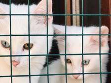 “J’ai acheté mon animal en ligne” : malgré la loi, des animaleries vendent encore chiots et chatons