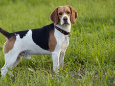 Sauvé d'un laboratoire, un Beagle découvre l'herbe pour la première fois (vidéo)