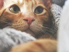 Saviez-vous que la Suède a mis en place une loi pour lutter contre la solitude des chats ?