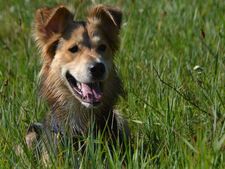 Pourquoi votre chien aime se rouler dans tout ce qui sent "mauvais" ?