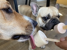 DIY : Comment préparer une glace cet été pour mon chien ou mon chat ?