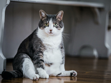 Votre chat est trop gros ? Les signes pour repérer le surpoids et réagir efficacement