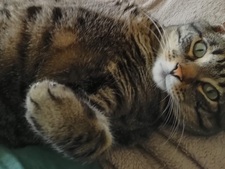 5 astuces pour rassurer son chat chez le vétérinaire