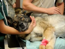 “Mon animal est malade” : pourquoi l’IA ne remplace pas un vétérinaire