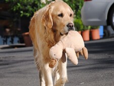 Le Brésil adopte la garde partagée des animaux : quel impact sur leur bien-être ?