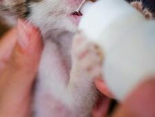 Vous avez trouvé un chaton seul ? les bons réflexes pour le sauver