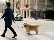 Crottes de chien : certaines villes utilisent désormais l’ADN pour retrouver les propriétaires