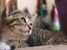 Près d'un chat sur trois n'est toujours pas identifié en France