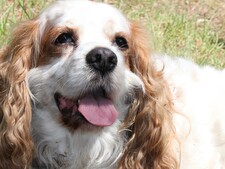 Ce que vous ne pourrez plus faire avec votre chien à partir du 15 avril