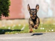 "Maintenant, j'ai mon chien une semaine sur deux" : les animaux aussi vivent la garde alternée