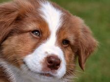 Chiots de race en baisse : vers une adoption plus responsable des animaux de compagnie ?