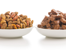 Quels sont les risques d’une mauvaise alimentation pour votre chat ?