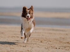 Votre chien joue sur la plage ? Attention aux piqûres de méduses