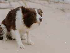Les glandes anales du chien : ce soin dont personne ne parle