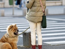 En ville : comment protéger votre chien des dangers invisibles