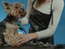 Raser son chien pour l’été : est-ce vraiment une bonne idée ?