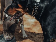 « Mon chien boit dans les gamelles d’eau devant les restaurants » : faut-il l’éviter ?
