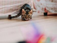 10 astuces pour faire bouger son chat en appartement (et éviter le surpoids)