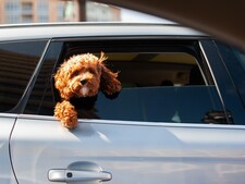 Mon chien refuse de monter en voiture : que faire pour l’aider ?
