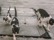 Chats errants : la SPA appelle les élus à agir avant les municipales