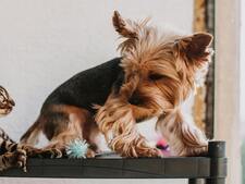 Bien-être des chiens et chats : pourquoi l’Europe interdit enfin certaines pratiques d’élevage