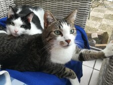“On devait juste l’accueillir quelques semaines…” : quand la famille d’accueil adopte l’animal