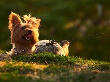 Petit chien : ces erreurs que l’on fait sans s’en rendre compte… et qui nuisent à leur bien-être
