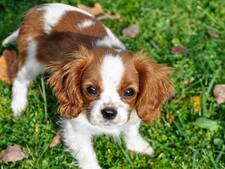 Le Cavalier King Charles, une élégance naturelle et craquante