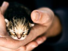 Repartager des vidéos de maltraitance animale : utile pour sensibiliser ou contre-productif ?