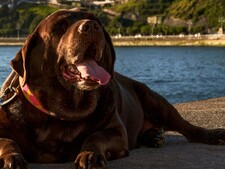 Et si votre chien était en surpoids sans que vous le sachiez ?